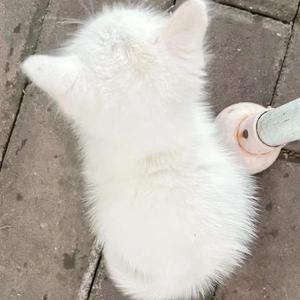 排骨