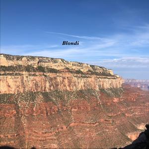 Blondi