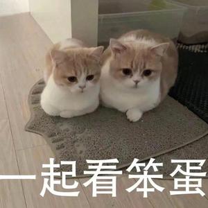 晚安喵（翻自 艾索）