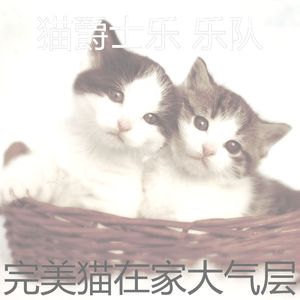 柔和的小猫时刻