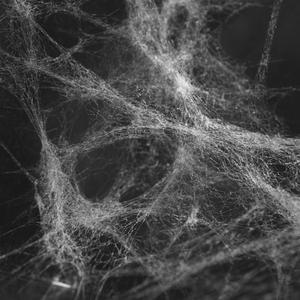 Cobwebs