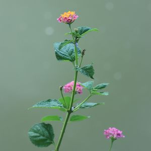 不挽留没回头_铃铛铛铛响