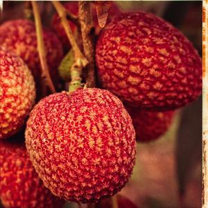Lychees