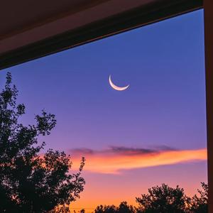 如果狐狸爱上蓝鲸