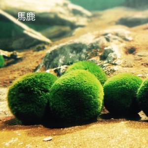 馬鹿