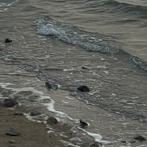 파도가 되어 밀려와서