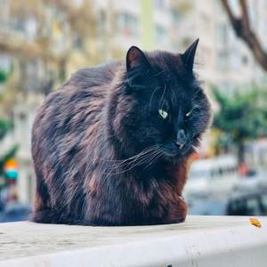 Nankör Kediciğim