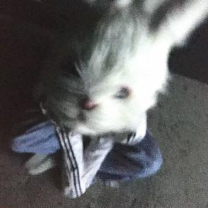 icebluerabbit (feat. Soyeon)