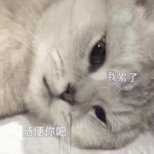 猫的生存法则