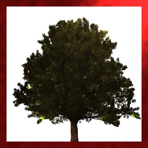 Tree Of Freedom