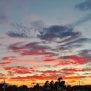 sea of flowers（翻自 老默er）