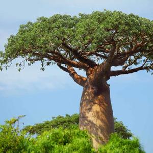 baobab (feat. MAJINSKU, 2.2LEX & WEDZE)