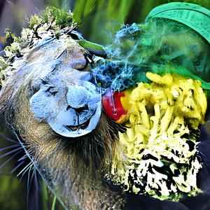 Rasta Story