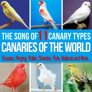 Canario Timbrado Español Con Canto Discontinuo