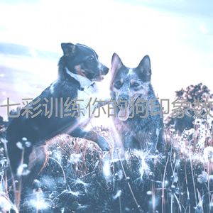 微妙的可爱的狗心情