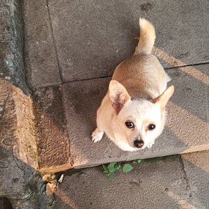 太阳花