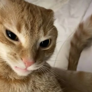 Volshebnyi mir (slowed)