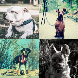 安静的小狗声音