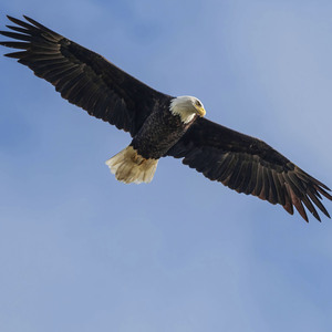 птах (версія 3) (Remix)