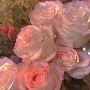 岑宁儿–流逝的光晕（I.vanG ）