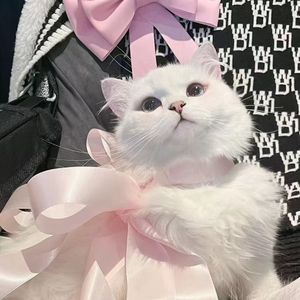 下一秒（cover：张碧晨）