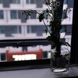玫与瑰(demo)