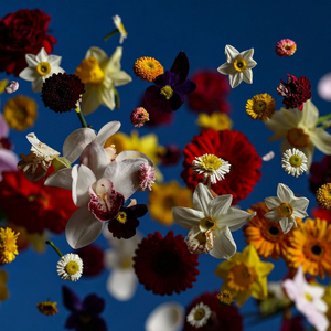Flores Silvestres