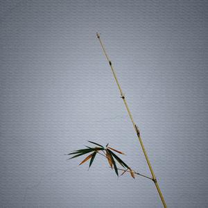 梁祝 (琵琶民歌轻音乐)