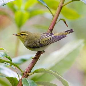 Wood Warbler