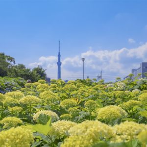 红豆