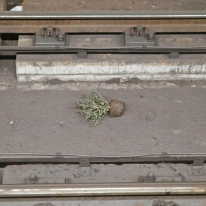 imaginary acidious feverdreaming