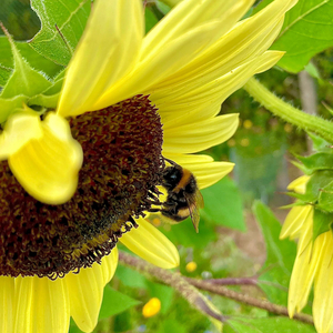 Beez
