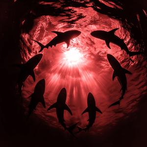 SHARKS! (77th Frequency Remix)