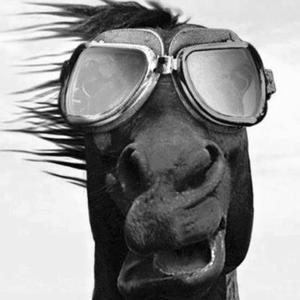 300HORSES