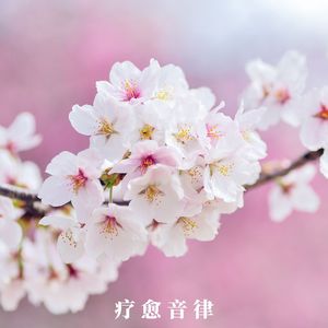 身心共振 乐章疗愈（疗愈纯音乐）