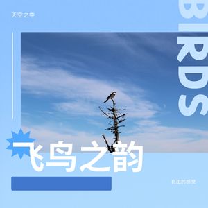 相思鸟的眷恋之音