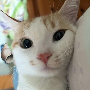 追忆往事空余泪