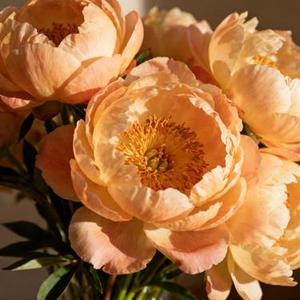 浪人情歌 (是鱼呀 Remix)