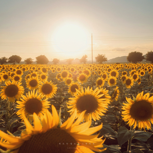 1월의 마지막 밤