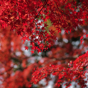 紅葉 - ハーモニカソロ