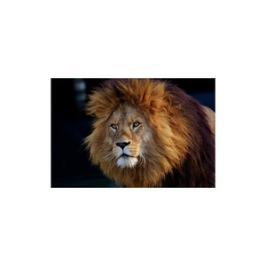 “ Leão a caminho do jamor”