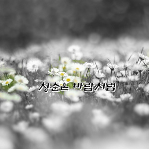 청춘은 바람처럼