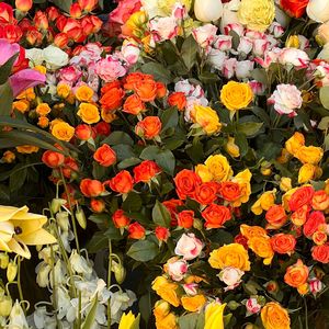 璇 跑到离花最近的地方