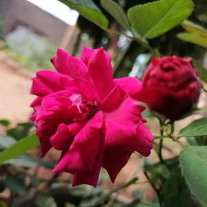 Yesu muponisi (Special Version)