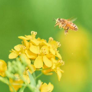 あなたがいれば