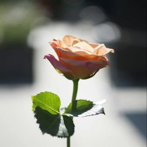 打火机 (氛围版)