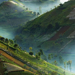 Dalam Hutan Sunyi