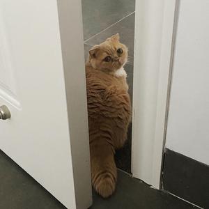 Kiss me more(JANI REMIX)