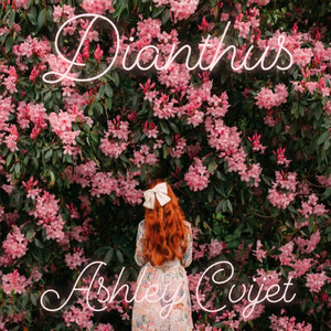 Dianthus