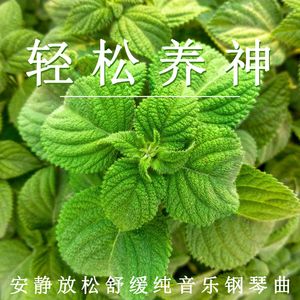 安静放松养生（钢琴）